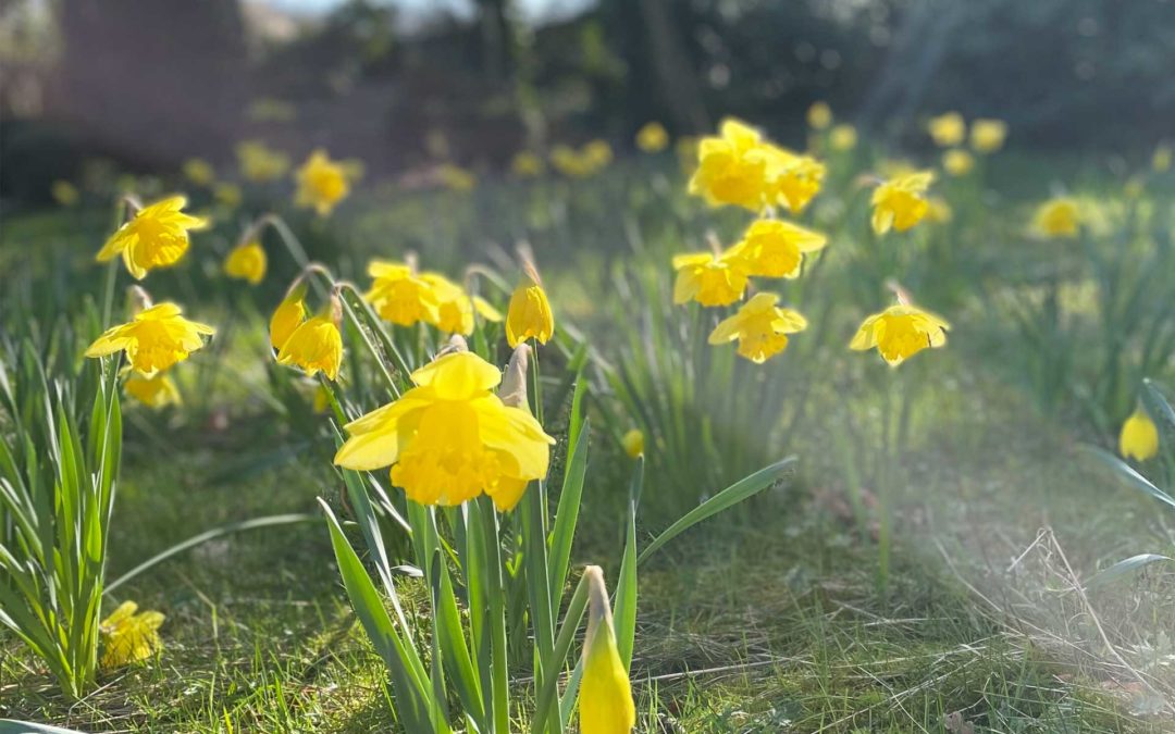 Ostern lockt nach Westerstede